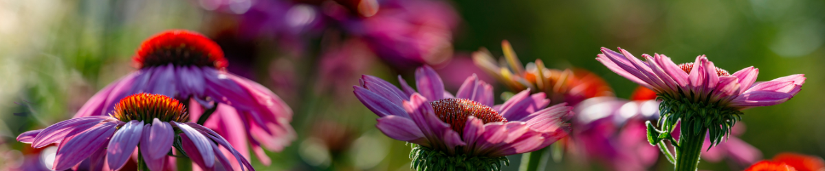 MSU EMG Resources- Community